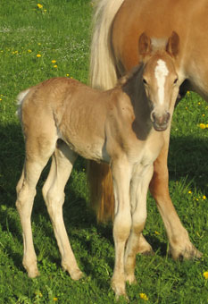 Fohlen auf der Weide